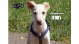 Perro mestizo. Jerry.
