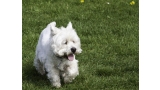 Corriendo West Highland White Terrier