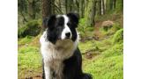 Border Collie.