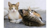 Gatos Egeo atigrados  cría y adulto