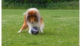 Collie Rough con pelota de fútbol