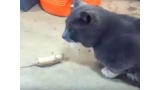 Ratón engaña al gato para sobrevivir