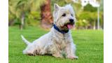 West Highland White Terrier.