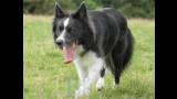 Border Collie. Siren. Foto gentileza de Hannah