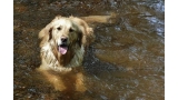 Golden Retriever en el agua