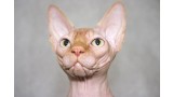Sphynx.  Sphynx.