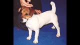 Parson Russell Terrier. Jack Russell Terrier Est. FCI Nº 345.