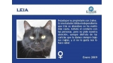 Gato mestizo. Leia.