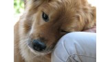 Se amplía el programa Buddies una terapia canina para adolescentes con problemas