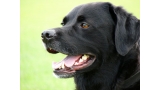 Detalle del morro del Labrador Retriever Detalle del morro del Labrador Retriever