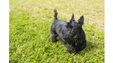 Scottish Terrier negro sobre hierba