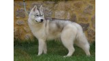 Siberian Husky. Denver dos Campos da Rainha