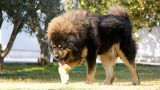 Dogo del Tibet. DROKPA DE GOSSOS DE SANADORLÍ