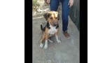 KERO.  Perro en adopcion que busca casa.