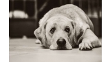 La ansiedad puede afectar negativamente a la salud física mental y social del perro