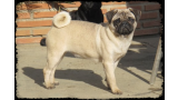 Pug Carlino. Thera de Canquercus