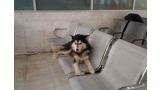 Este perro espera a su dueño en la Clínica 6 (Foto tomada del Facebook)