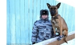 Uno de los perros clonados en entrenamiento (FSIN in Yakutia   The Siberian Times)
