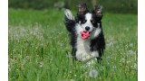 Border Collie.
