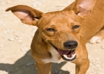 Podenco. CHELIN