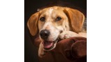 Foxhound Americano. 