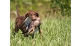 Chesapeake Bay Retriever. 