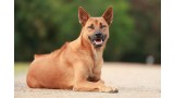 Thai Ridgeback Dog. 