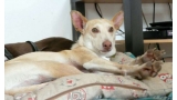 Romeo. Perro en adopcion que busca casa.