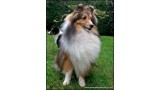 Shetland Sheepdog. JrCh. PPW14 I´m Small Diamond Lohrien