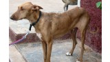 Moisés.  Perro en adopcion que busca casa.