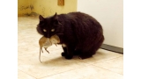 Gato negro con un ratón