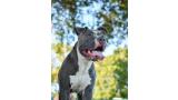 Pit Bull Terrier. Una mujer muere en Ciudad Real después de que un pitbull atacará a sus perros