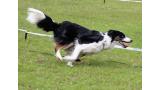 Border Collie compitiendo en agilidad