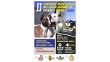 Belleza. II CONCURSO MORFOLÓGICO DEL GALGO ESPAÑOL (Toledo   España)