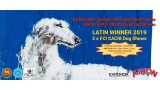 88.ª Exposição Canina Internacional do Norte (ALW19   LATIN WINNER 2019)