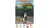 Belleza. XXXIV EXPOSICIÓN MONOGRÁFICA DEL PERRO DE AGUA ESPAÑOL (Murcia   España)