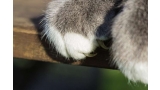 Uñas de gato