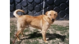 Nelo. Perro en adopcion que busca casa.