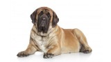 Mastiff. 