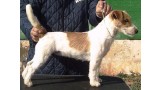 Jack Russell Terrier. Charming Charity of Jack´s Paradise