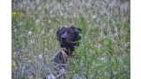 Labrador Retriever negro entre la hierba