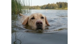 Labrador Retriever color trigo nadando