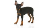 Toy Manchester Terrier. 