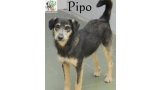 Perro mestizo. Pipo.