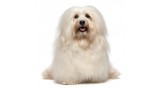 Bichón Habanero. 