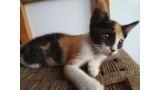 Gato mestizo. Chiquitina.