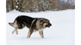 Perro de Pastor Yugoslavo de Charplanina. 