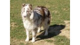 Border Collie. IRIS DE ELORRIXO