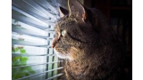 Gato mirando a través de una persiana