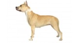 American Staffordshire Terrier. 